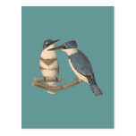 The Belted Kingfisher	 (Alcedo alcyon) Postcards