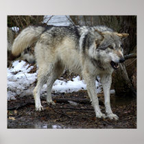 The Big Bad Wolf Print