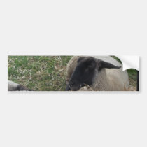 The Birdie and the sheep bumper stickers