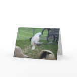 The Birdie and the sheep Greeting Cards