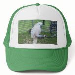 The Birdie and the sheep Hats