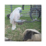 The Birdie and the sheep Magnets