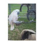 The Birdie and the sheep Postcards