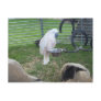 The Birdie and the sheep Post Cards