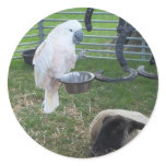 The Birdie and the sheep Stickers