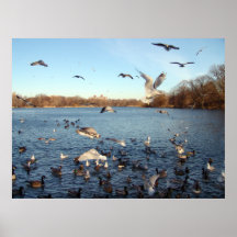 The Birds- Prospect Park Pond Posters
