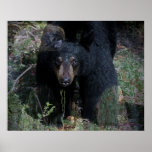 The Black Bear Posters