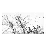 the black birds photo cards