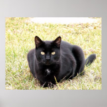 The Black Cat Posters