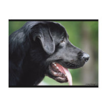 The Black Labrador Postcards