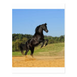 The Black Stallion Post Cards