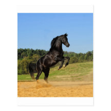The Black Stallion Post Cards
