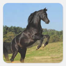 The Black Stallion Square Sticker