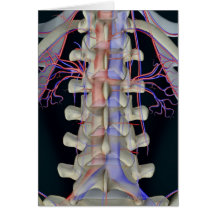 The blood supply of lumbar vertebrae greeting cards