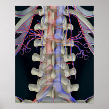The blood supply of lumbar vertebrae print