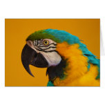 The Blue and Yellow Macaw Ara Ararauna Parrot Bird cards