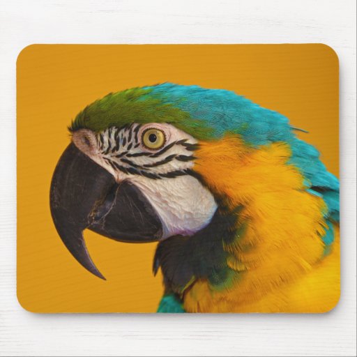 The Blue and Yellow Macaw Ara Ararauna Parrot Bird Mousepads