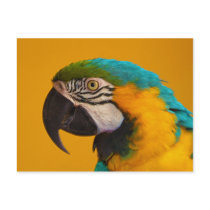 The Blue and Yellow Macaw Ara Ararauna Parrot Bird Post Card