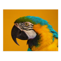 The Blue and Yellow Macaw Ara Ararauna Parrot Bird Post Card