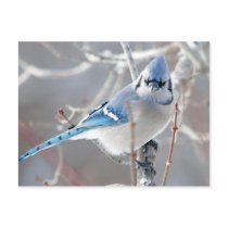 The Bluejay 1 Post Card