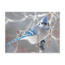 The Bluejay 1 Post Card