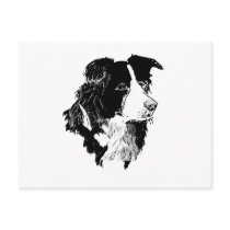 THE BORDER COLLIE