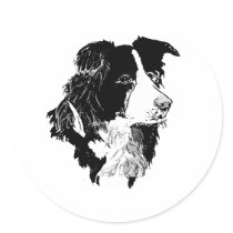 THE BORDER COLLIE