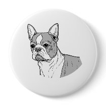 THE BOSTON TERRIER