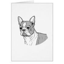 THE BOSTON TERRIER