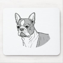 THE BOSTON TERRIER