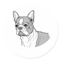 THE BOSTON TERRIER
