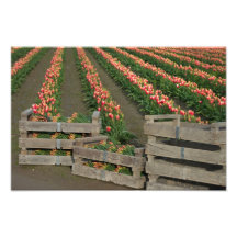 The Bounty Of Spring. Photo Print