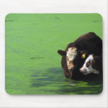 The Bovine Spa mousepads