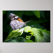 The Butterfly and the Bug Poster
