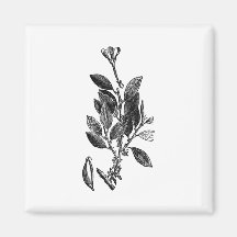 The Cacao Plant (Raw Chocolate) Magnet