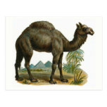 "The Camel" Vintage Animal Illustration Postcard