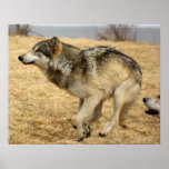 The Cartoon Wolf Shot posters