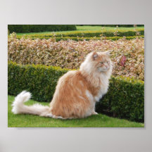 The Cat At Wimpole Hall Cambs Posters