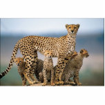 The cat family! photo sculptures