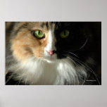 The Cat's Eyes Poster posters