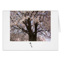 The cherry tree in Japan 1 Card