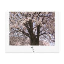 The cherry tree in Japan 1 Postcard