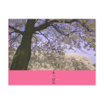 The cherry tree in Japan 2 Post Card
