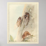THE CICADA - Insect Book Illustration posters
