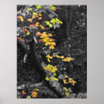 The colour of Fall posters