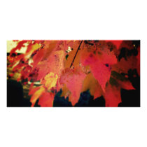 The Colour of the Fall Photography Art  Photo Card