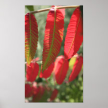 The Colours of the Sumac Print