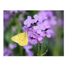 The Complimentary One Butterfly Photography Art Post Card