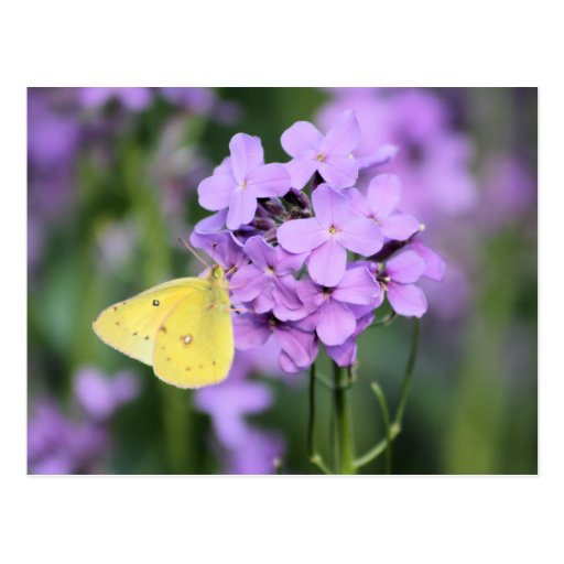 The Complimentary One Butterfly Photography Art Post Card
