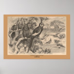 The Corella  posters